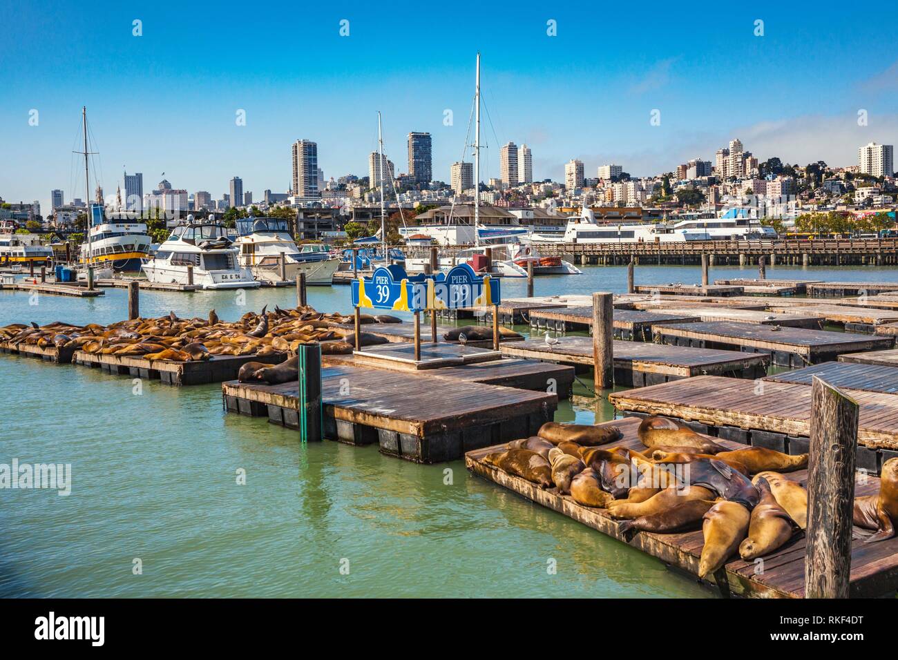 Sea lion colony sunbathing. Pier 39. Fisherman Wharf neighborhood. San Francisco. California, USA Stock Photo
