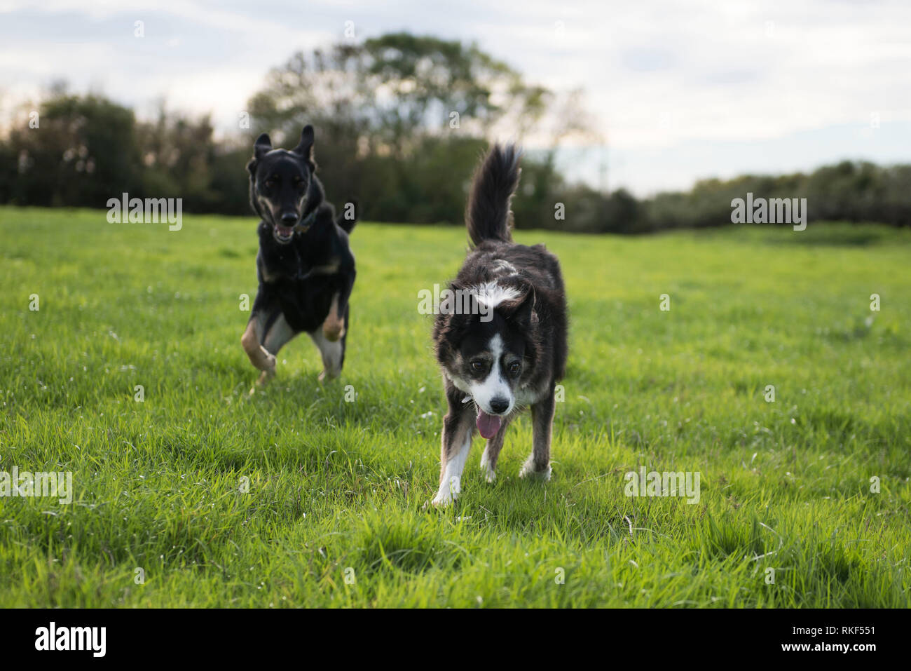 Wembury, Devon, United Kingdom. 14th October 2018. Loki (Huntaway) and Twiggy (Boarder Collie) playing in a open field. - Kira Butters. Stock Photo