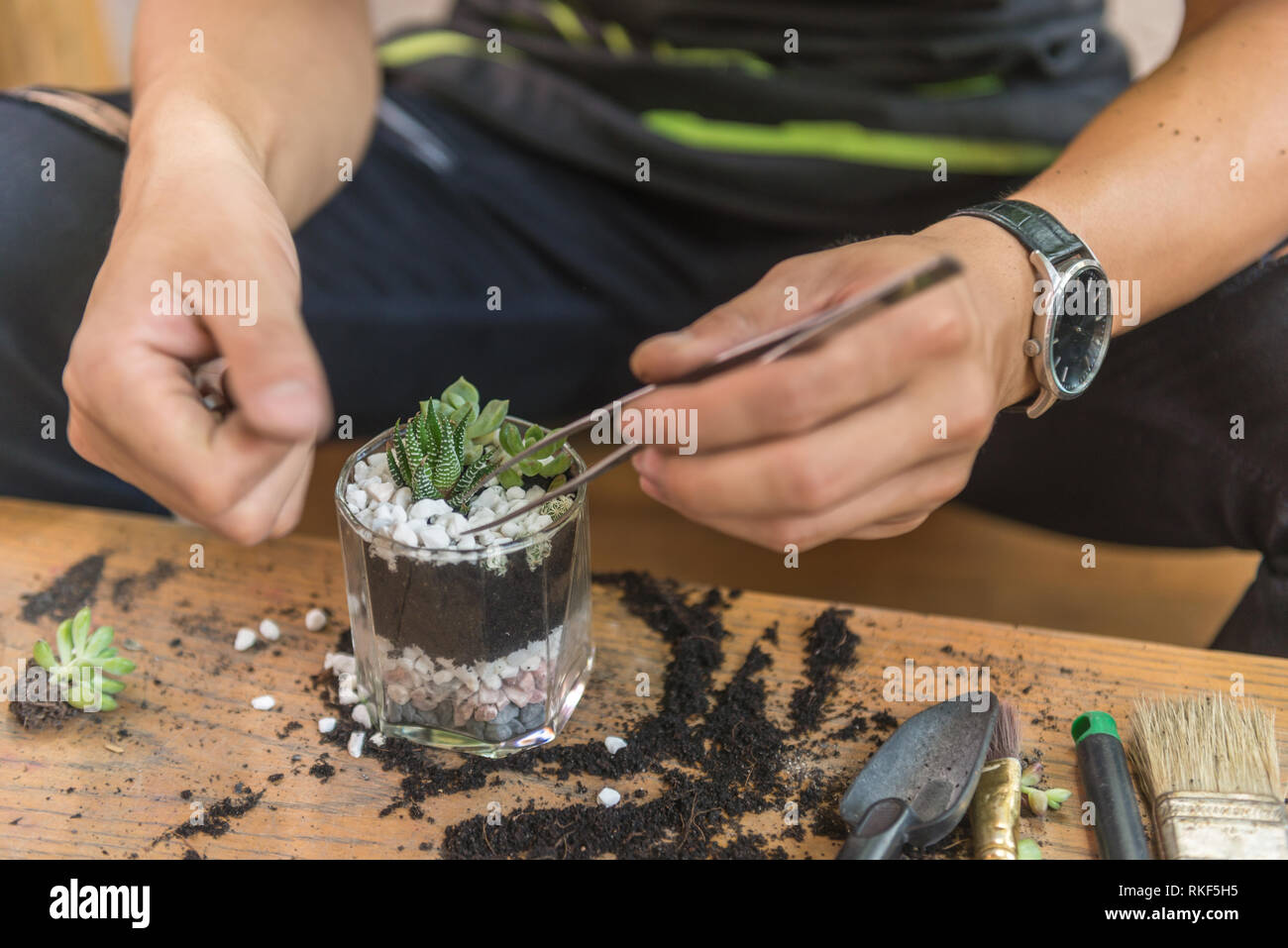Gardener decorate the succulent plants on the glass Stock Photo