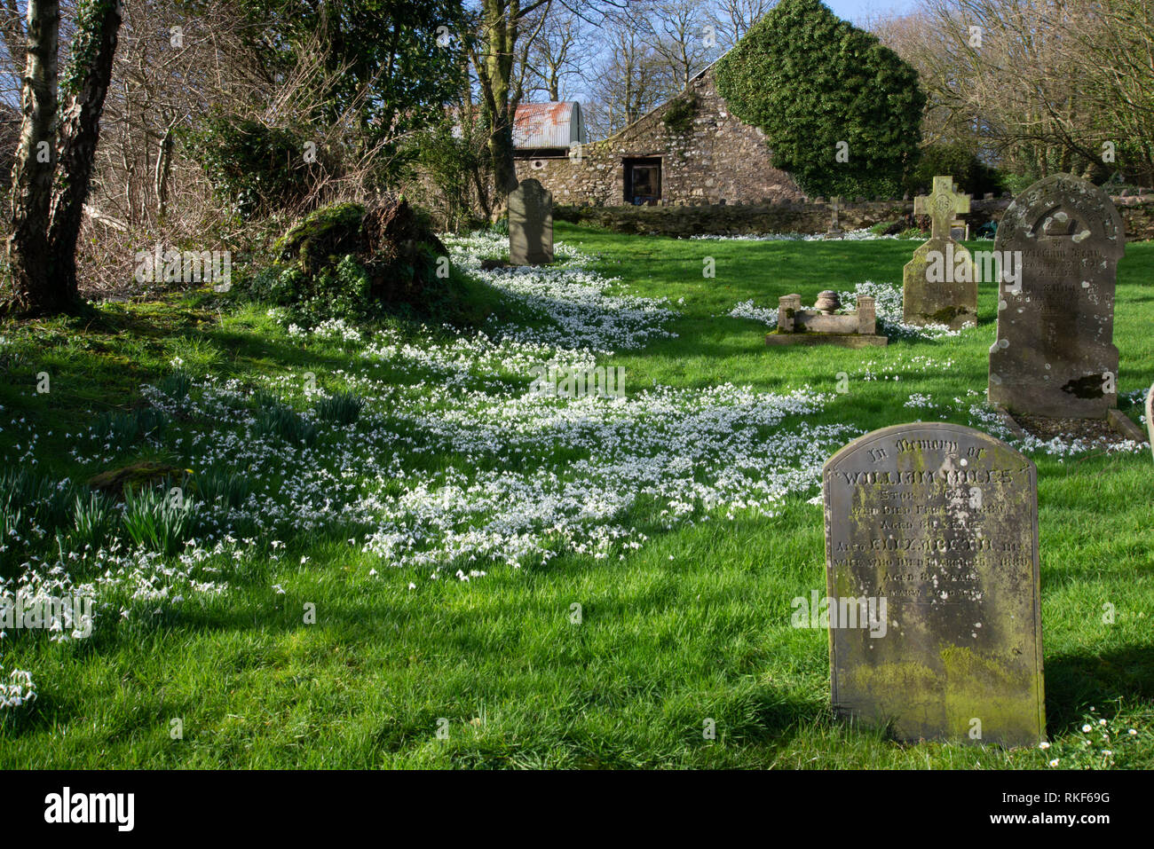 Snowdrops in a country churchyard, St Mary's, Manorowen, West Wales Stock Photo