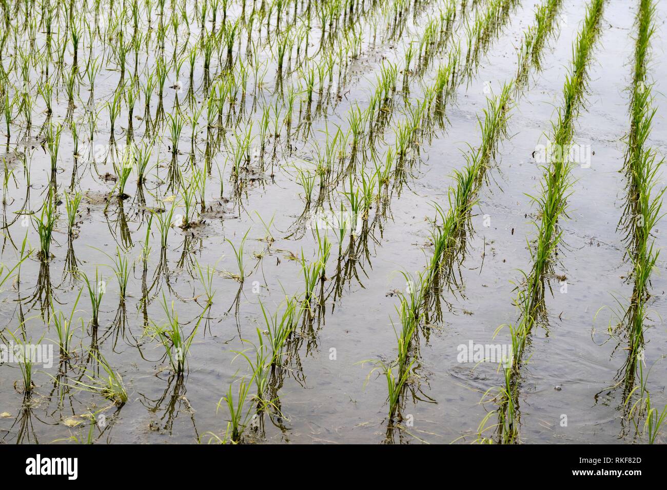 Rice field with green young plants in spring, Hotaka, Japan. Stock Photo
