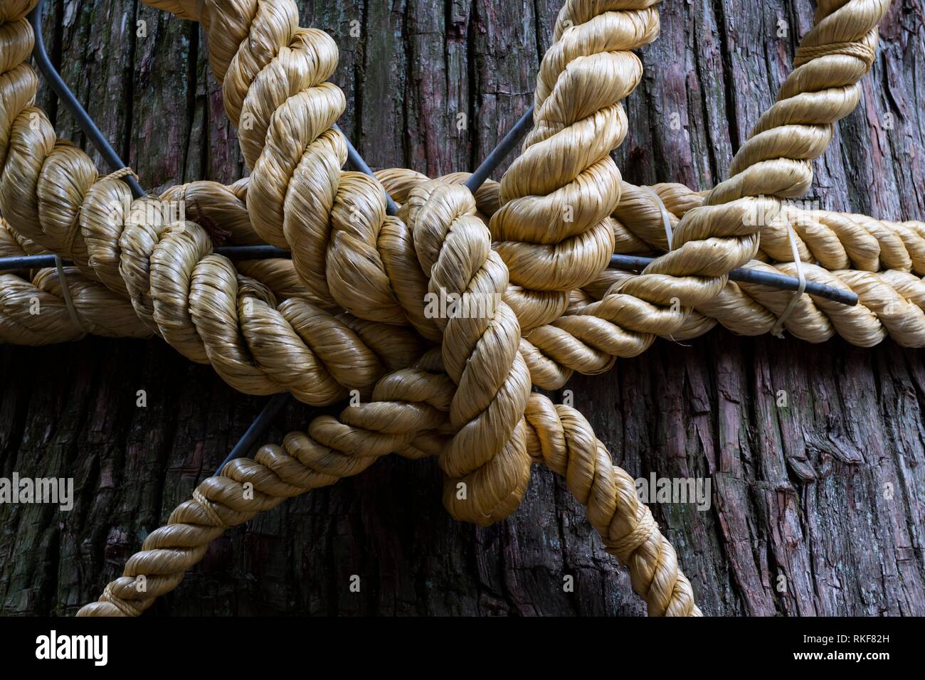 Shimenawa rope hires stock photography and images Alamy