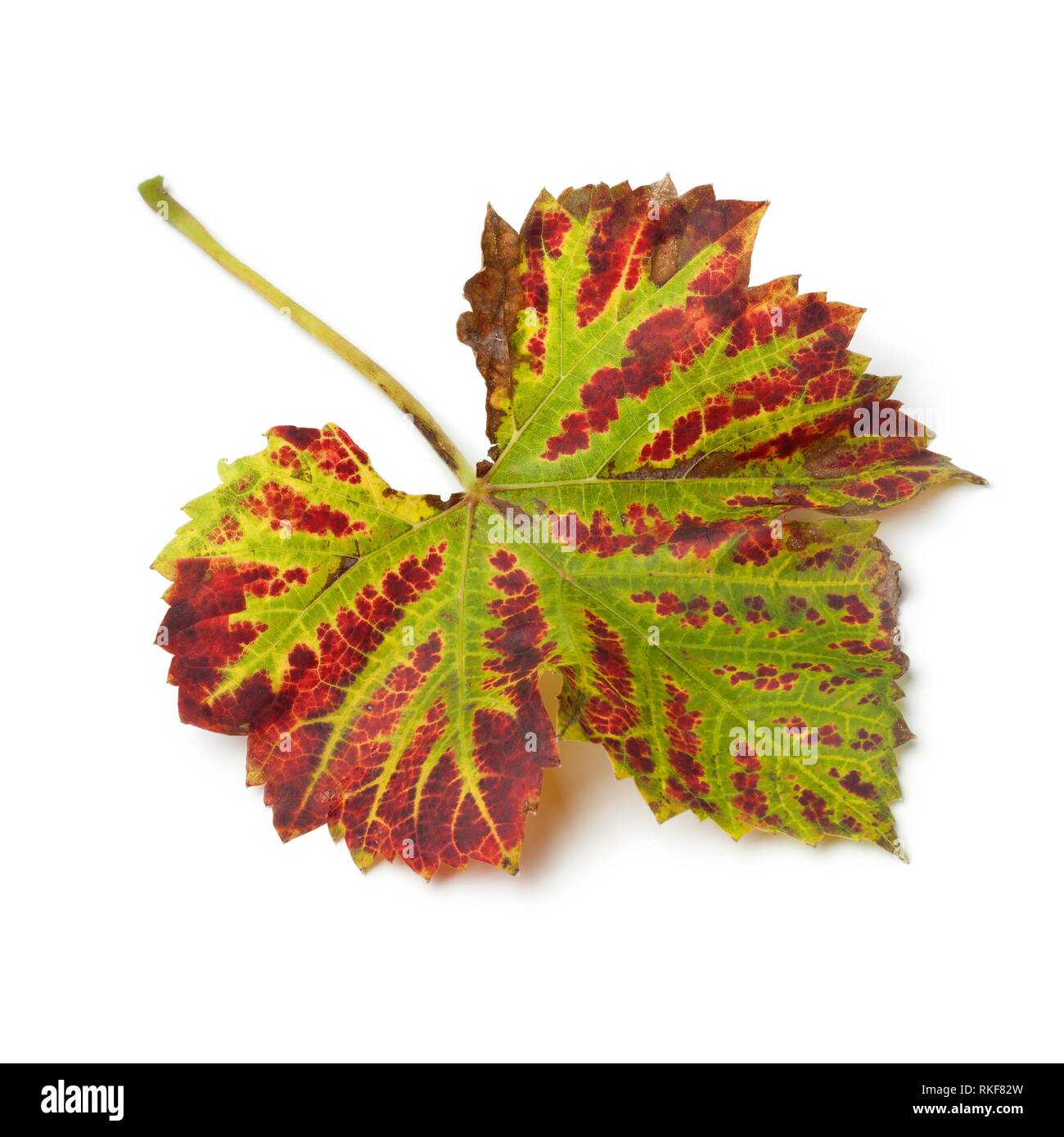 Autumn leaf of a grape plant on white background. Stock Photo