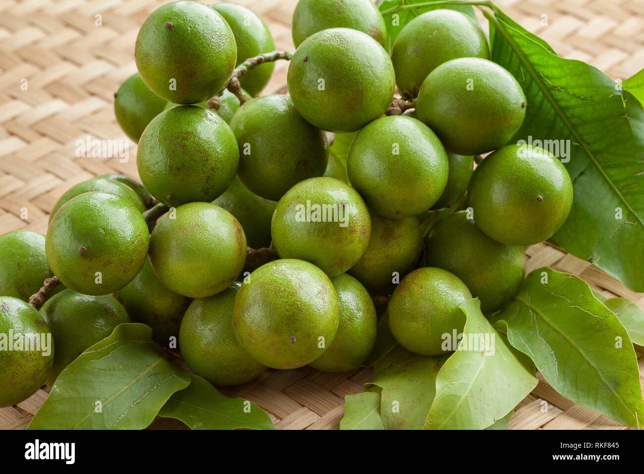 Fresh ripe unpeeled quenepa fruit on a twig with leaves. Stock Photo