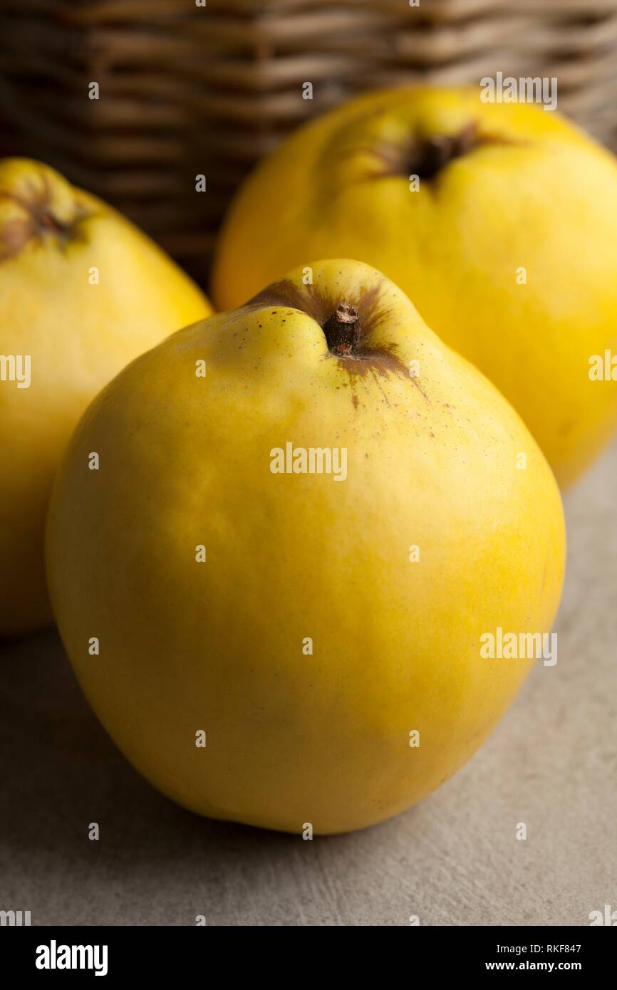 Fresh yellow quinces close up. Stock Photo