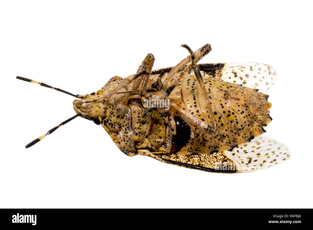 Closeup of a dead brown bug - cockroach isolated on white Stock Photo ...