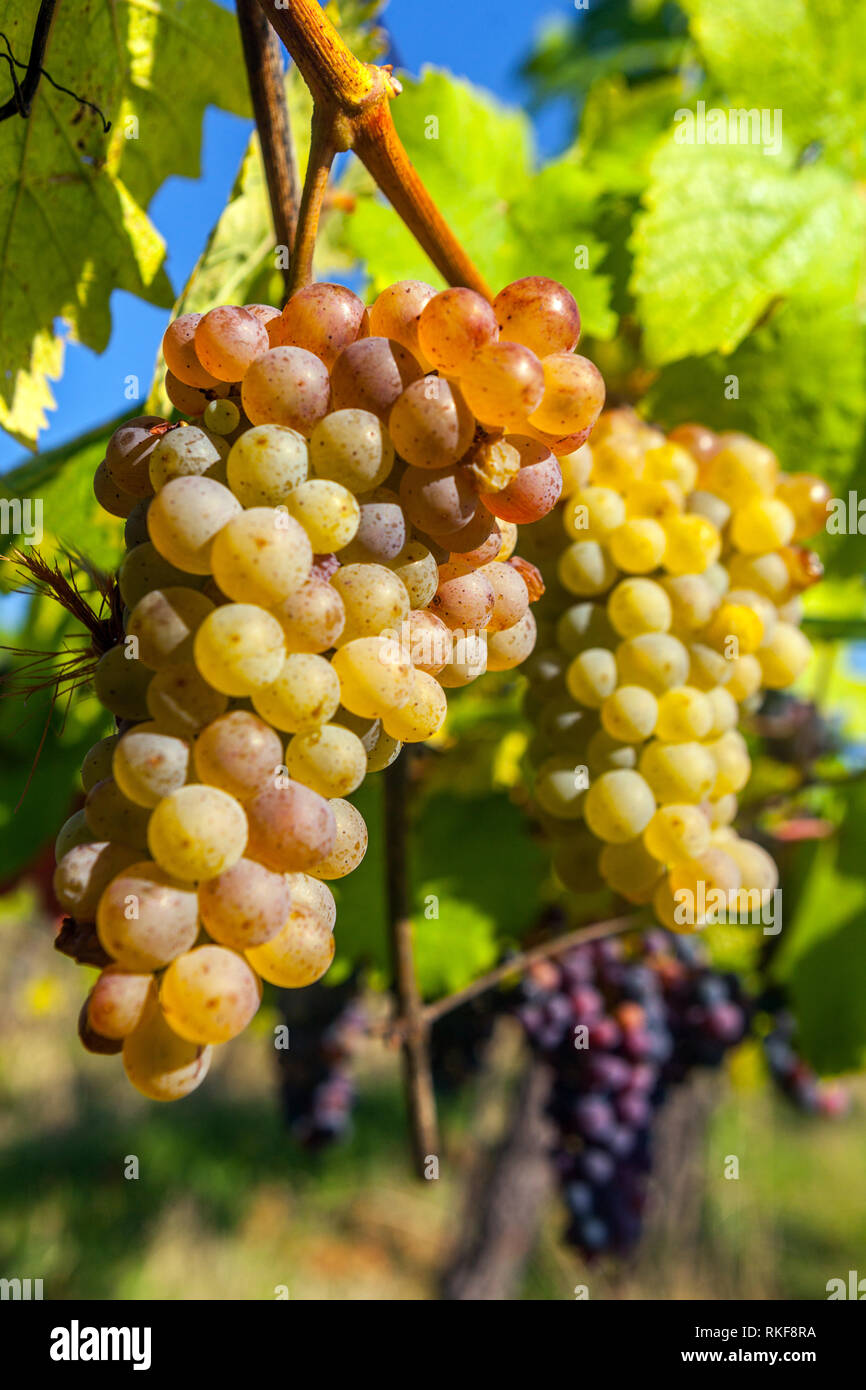 Juicy bunch of grapes on the vine Stock Photo