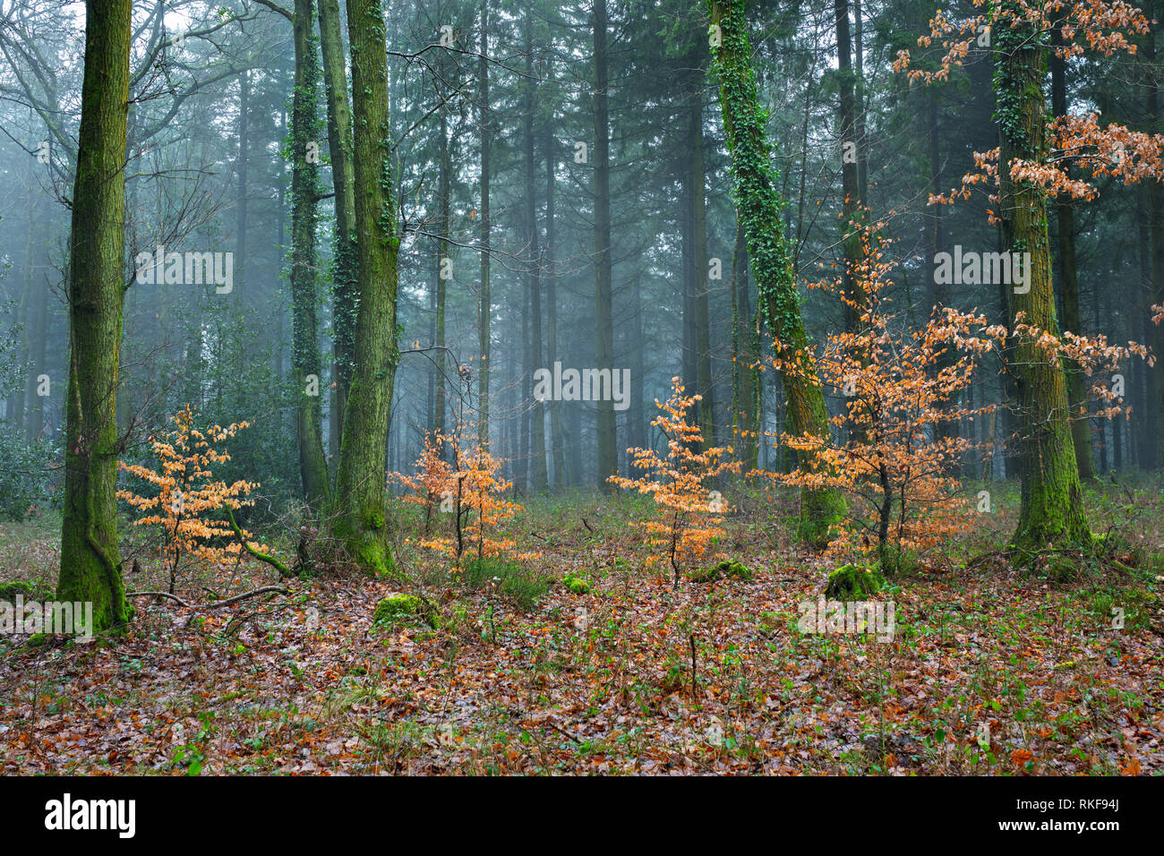 Conifer tree wales hi-res stock photography and images - Alamy