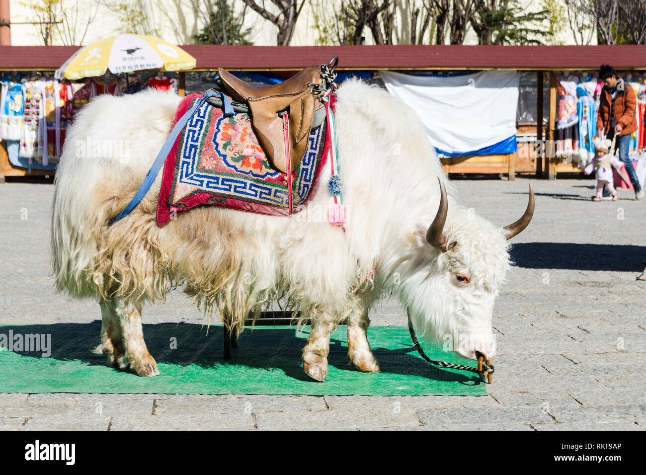 White yak at the square in front of Guishan park, Shangri La, Yunnan, China Stock Photo