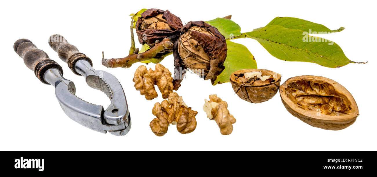 Walnuts and nutcracker with fresh walnuts on the branch and green