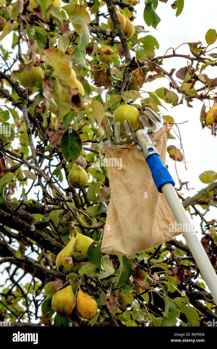 Harvest ripe pears with a fruit platter from the tree Stock Photo Alamy