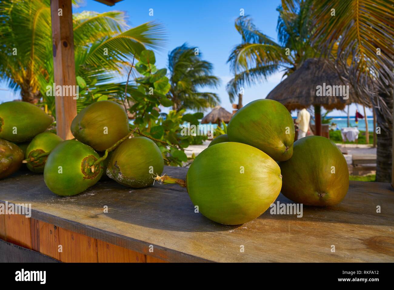 caribbean coconut fruits in Mayan Riviera of Mexico Stock Photo Alamy