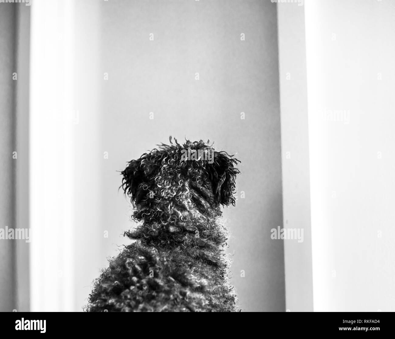 Toy Poodle waiting for owner. Stock Photo