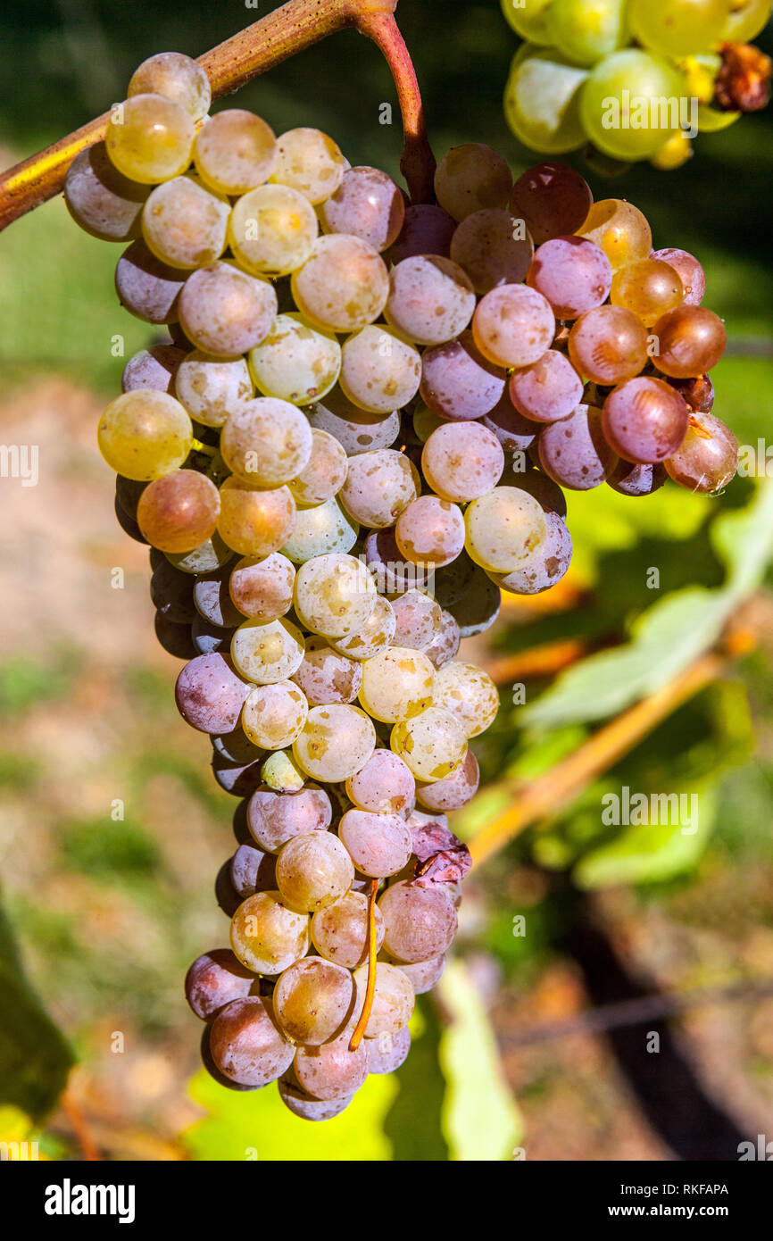 Ripening grapes on the vine Bunch of grapes on vine Europe Grapes in plant White wine grapes Stock Photo