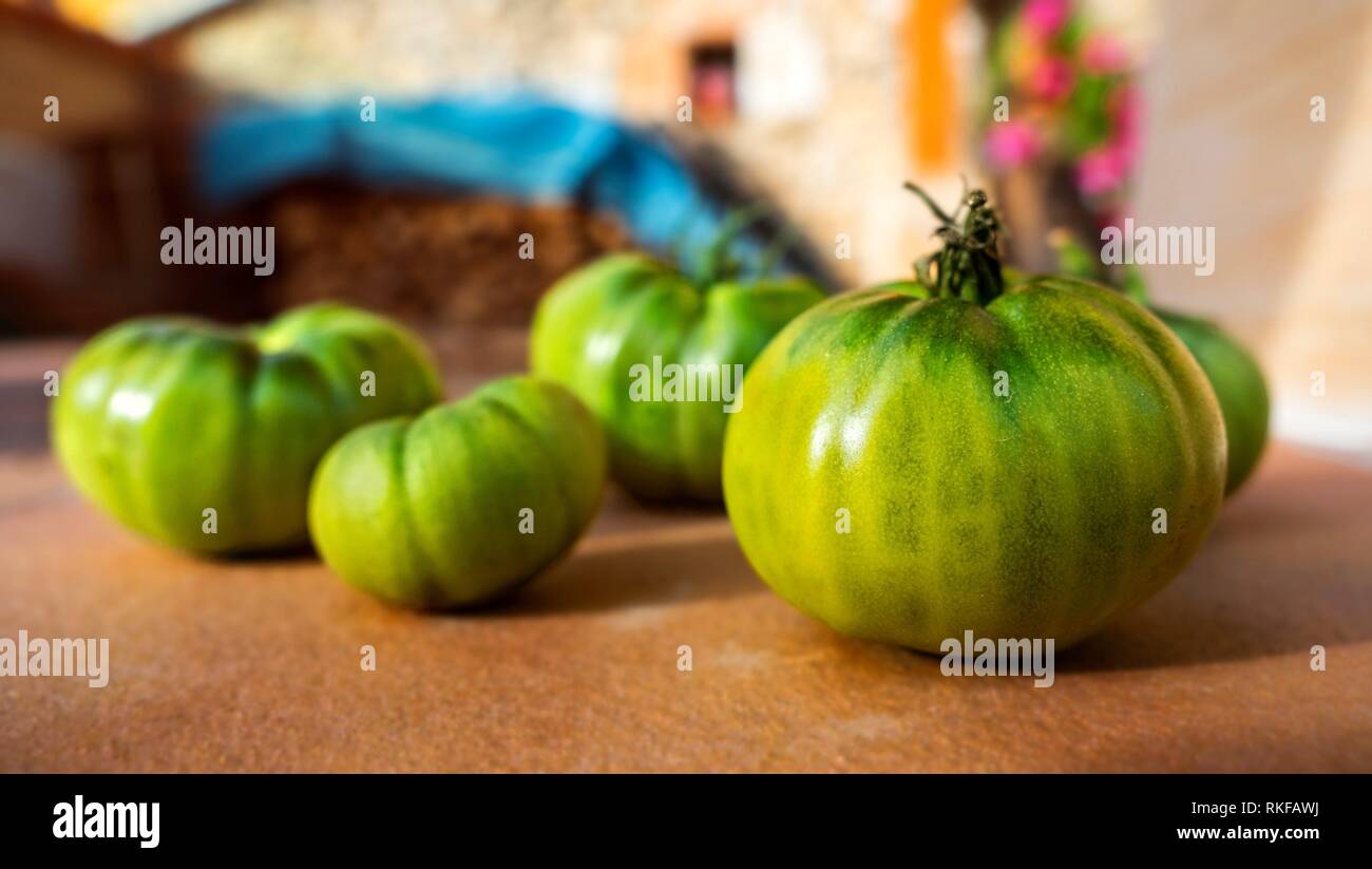Green tomatoes at Spanish farm Stock Photo Alamy