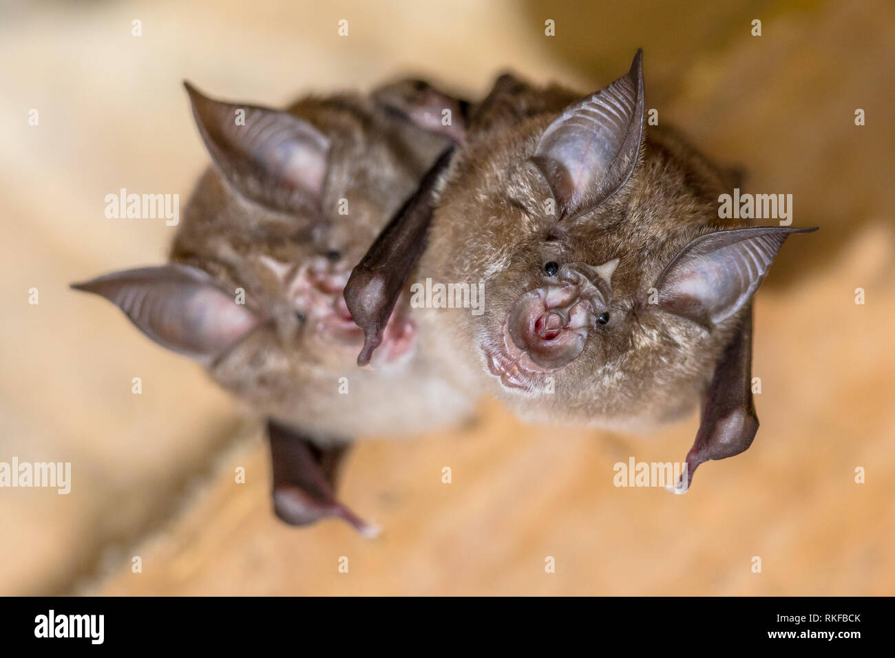 Two greater horseshoe bat (Rhinolophus ferrumequinum) this species occurs in Europe, Northern Africa, Central Asia and Eastern Asia. It is the largest Stock Photo