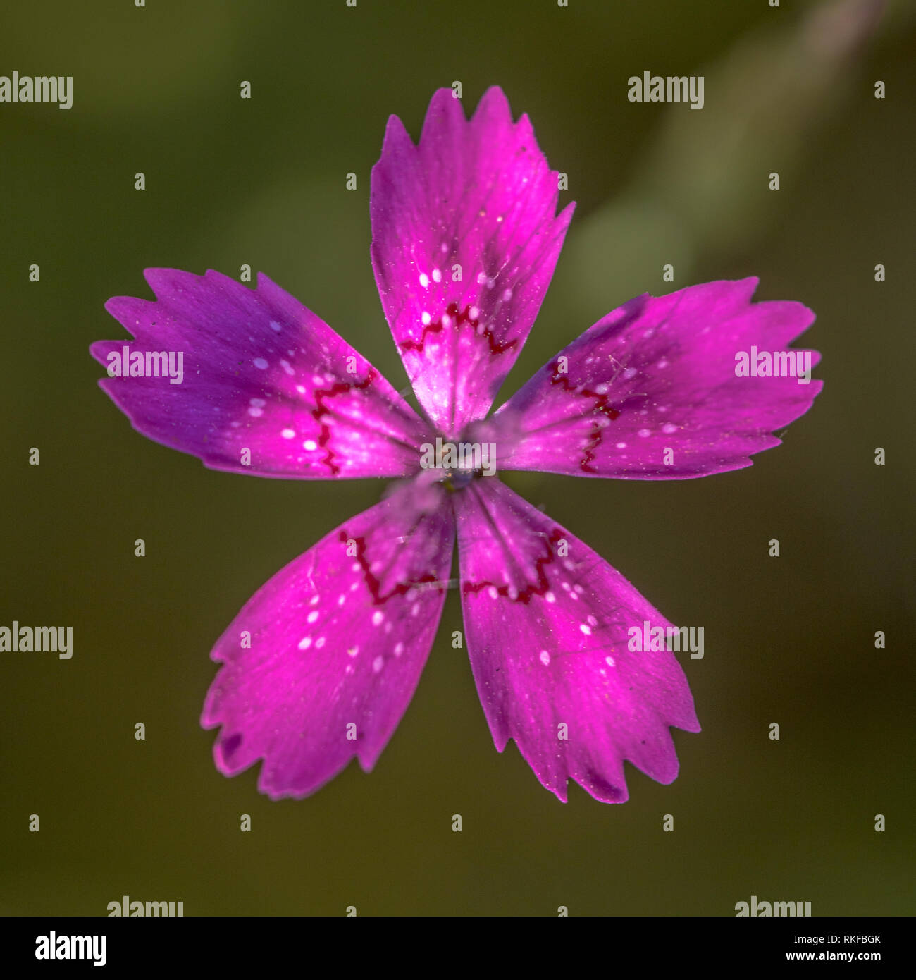 Maiden Pink (Dianthus deltoides) flower colse up with dark green background Stock Photo