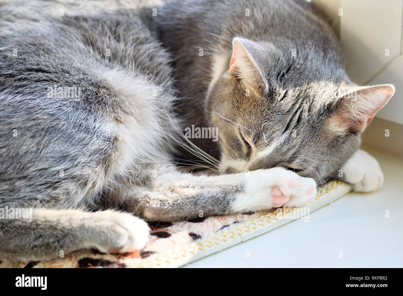 Beautiful gray cat close-up sleeping on a white windowsill. Paws, with pink pads are gracefully stacked near the muzzle. Stock Photo