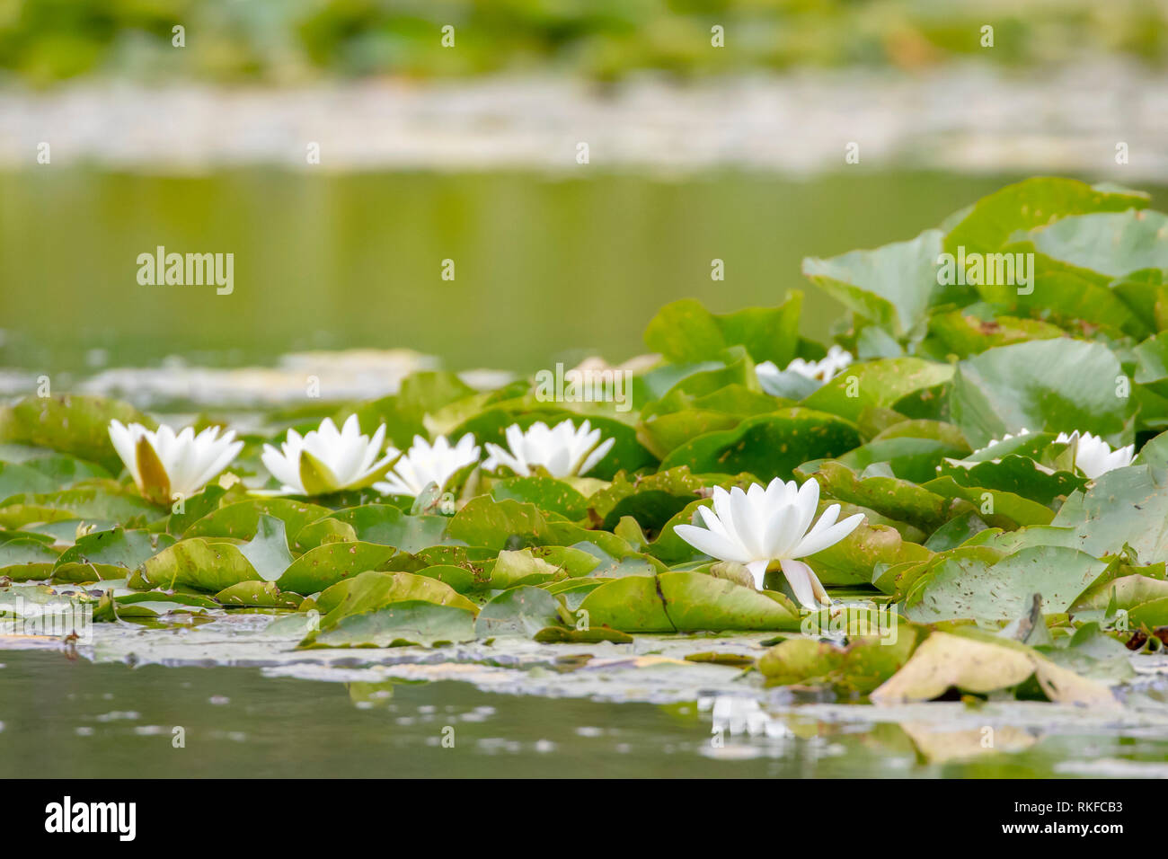 European white water lily, Nymphaea alba in full bloom a lake, England Stock Photo