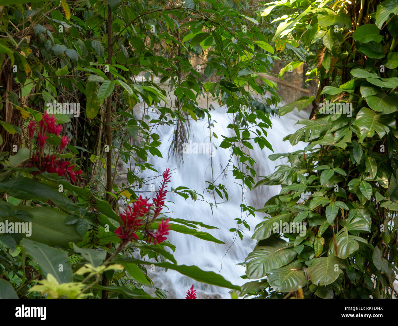 View through trees to Tropical Waterfall Stock Photo