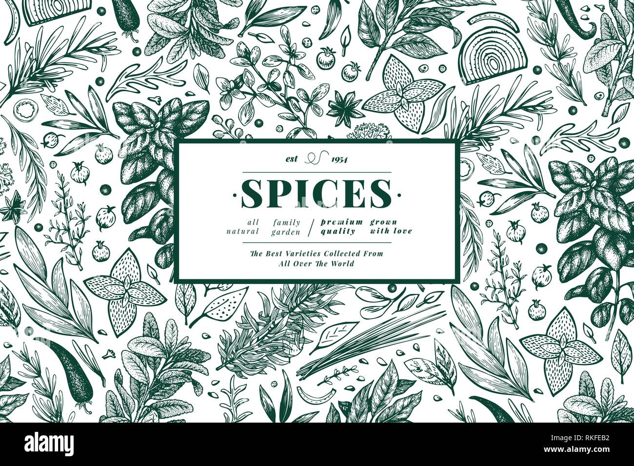 Culinary herbs and spices banner template. Vector background for design menu, packaging, recipes, label, farm market products. Hand drawn vintage botanical illustration. Stock Vector