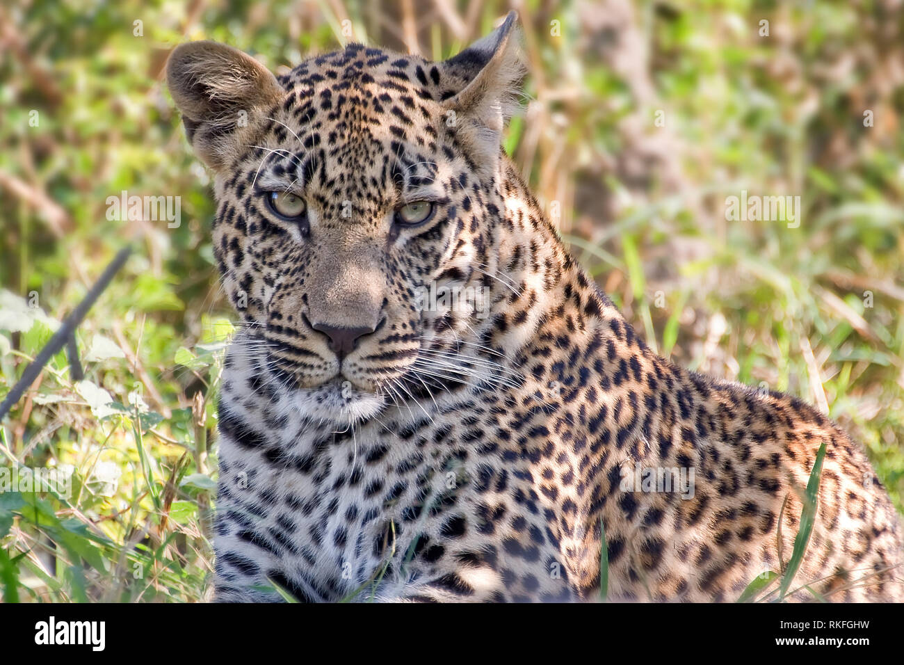 Young male leopard, South Africa Stock Photo
