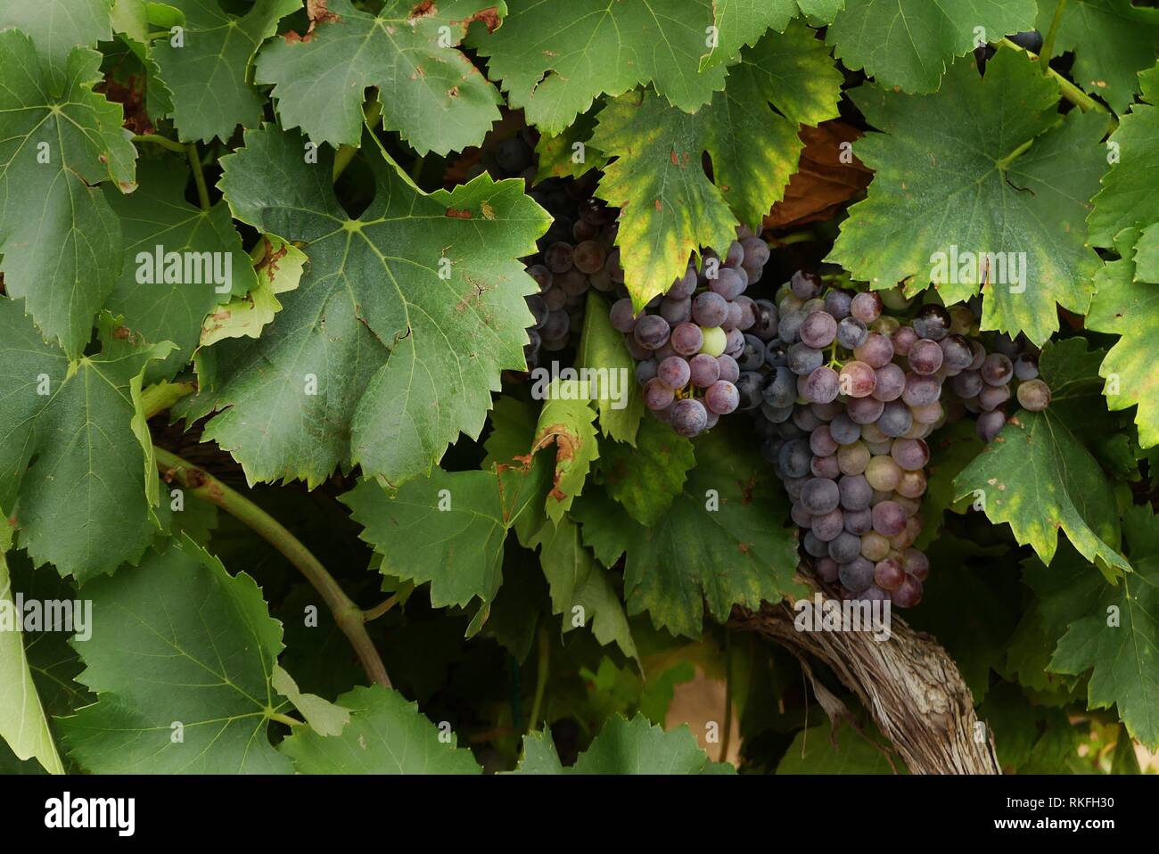 A vineyard of Grenache noir grapes in Tourbes, France ready to harvest. Stock Photo