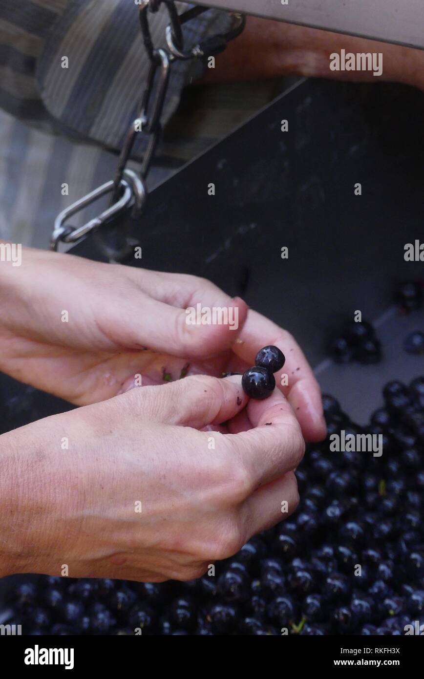 At a boutique winery in Tourbes, France grape stems are removed from merlot grapes by hand. Stock Photo