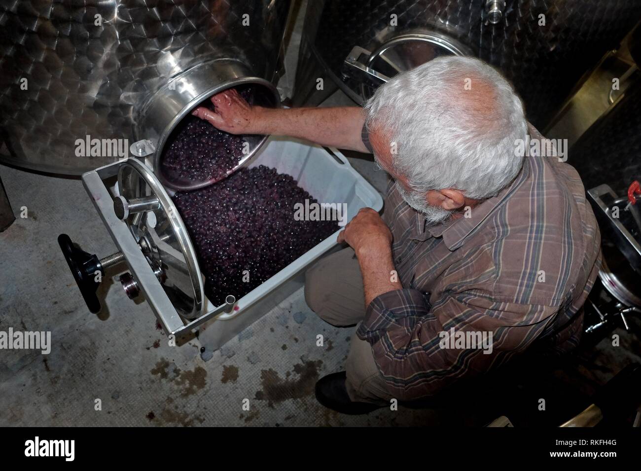 At a boutique winery in the Herault of France a worker removes by hand the stems from newly harvest Merlot grapes. Stock Photo