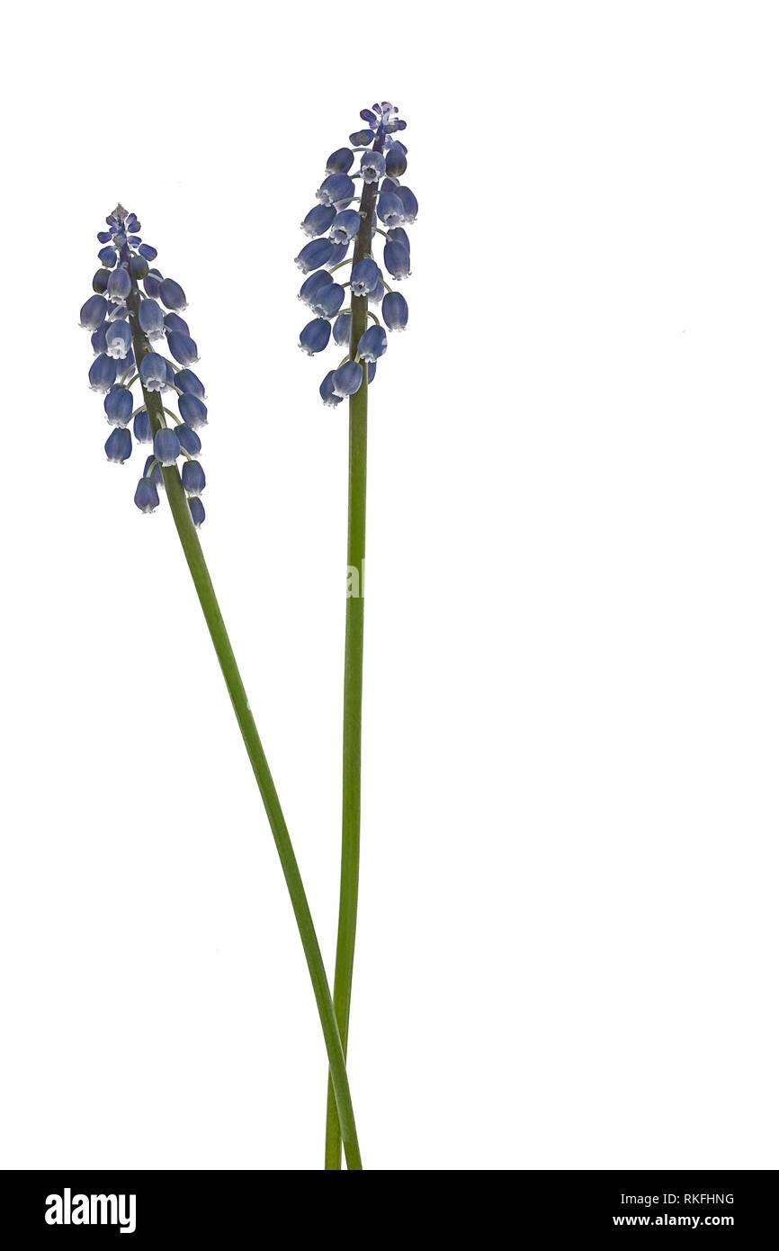 2 stems of grape hyacinth on a white background Stock Photo