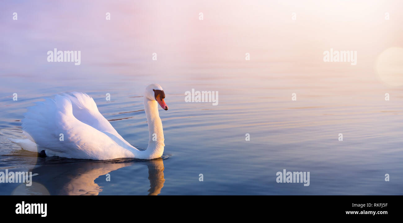 white Swan in the spring lake Stock Photo - Alamy