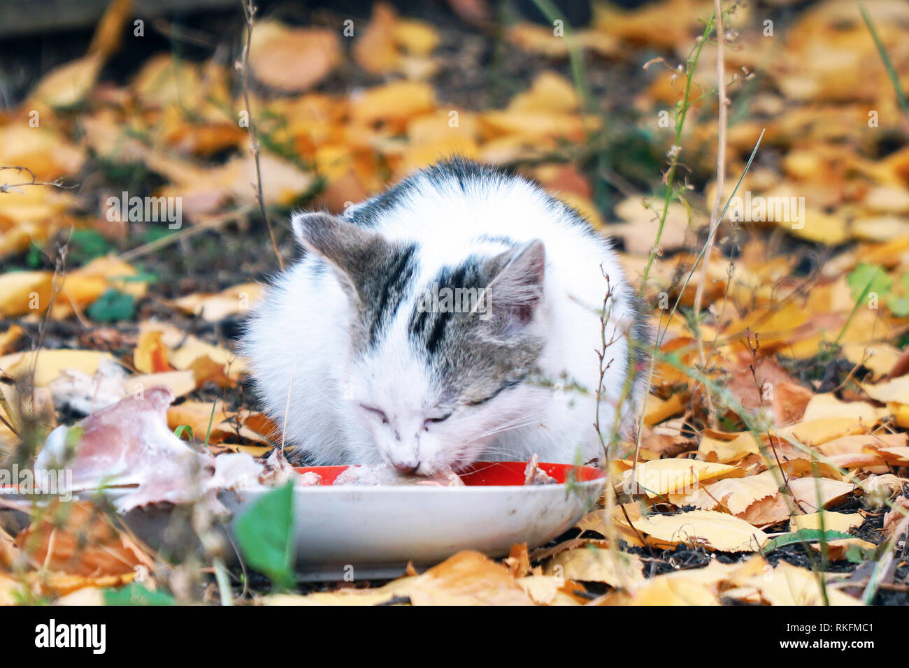 Hunger claw hires stock photography and images Alamy