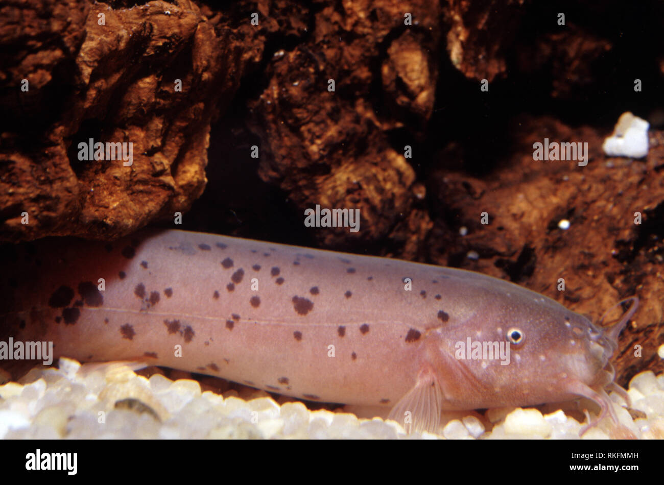 Electric catfish (Malapterurus electricus Stock Photo Alamy