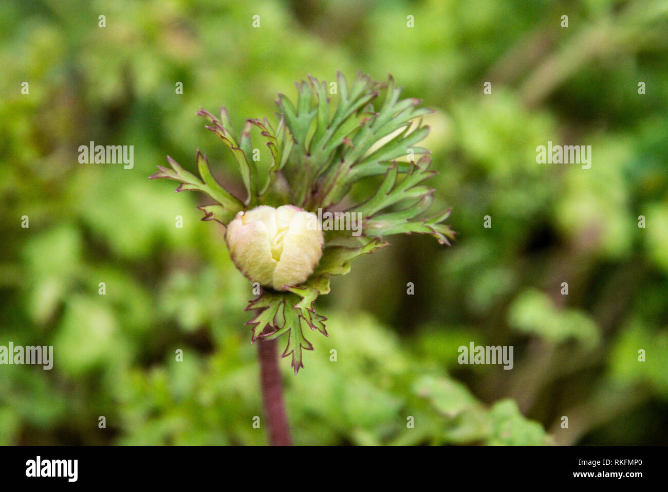 The bud of a garden anemone (Anemone coronaria) Stock Photo