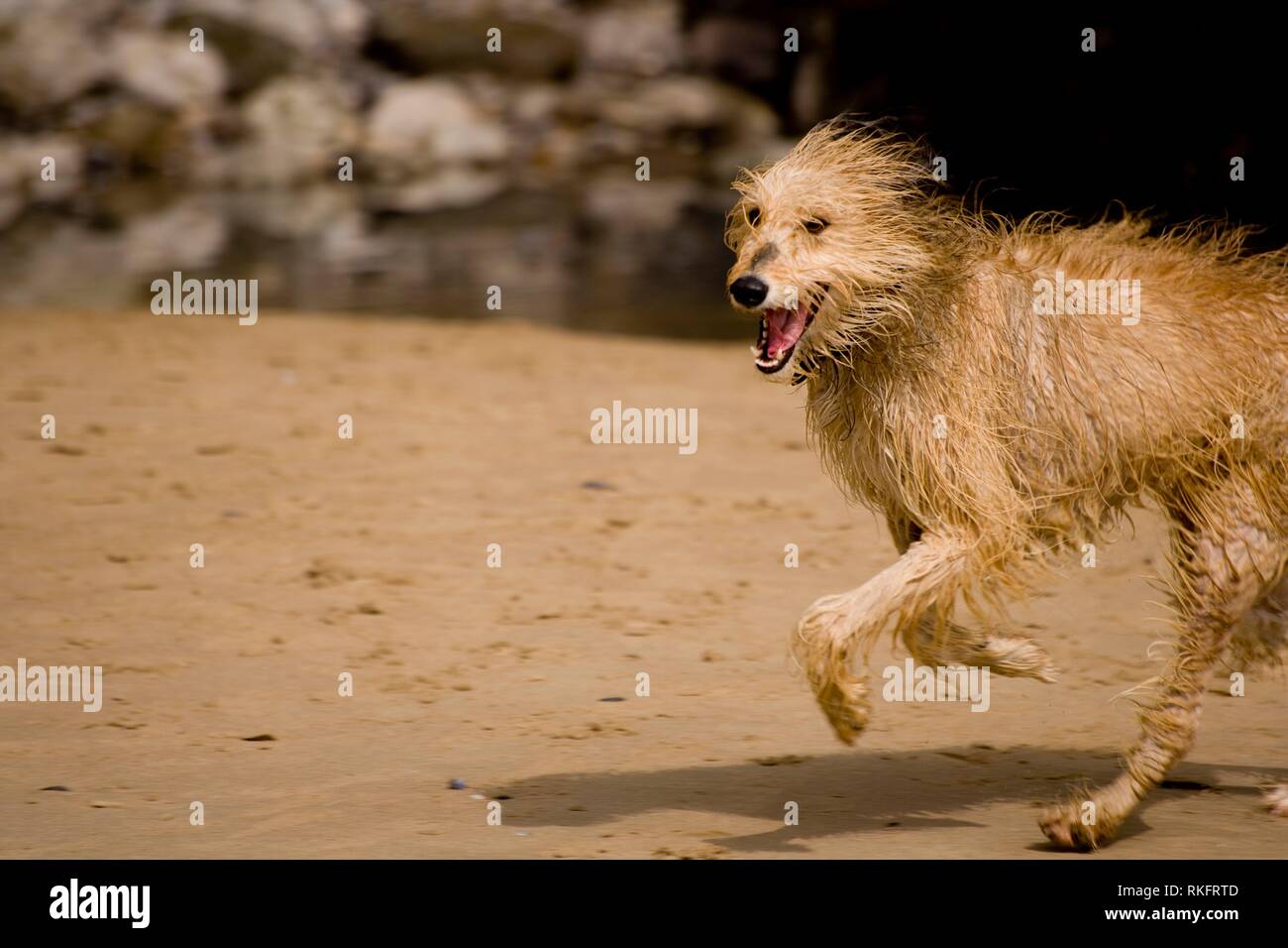 Do Lurchers Like Water