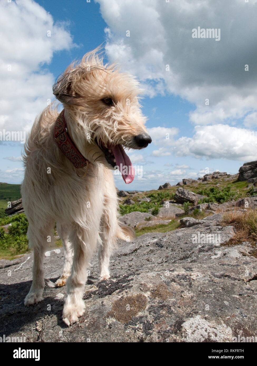 Long Haired Lurcher Dog Panting After Exercise On A Windy Hillside