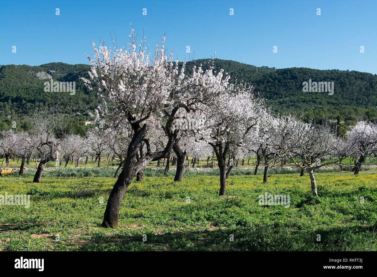 Blossoming almond trees on a farm in January in rural Mallorca, Balearic islands, Spain. Stock Photo