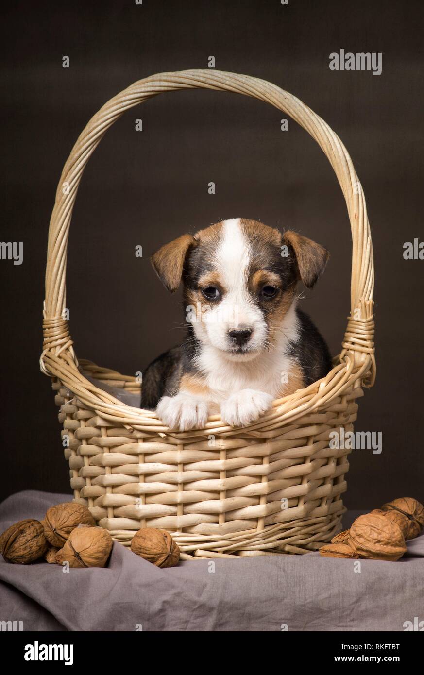 Puppy dog basket hires stock photography and images Alamy