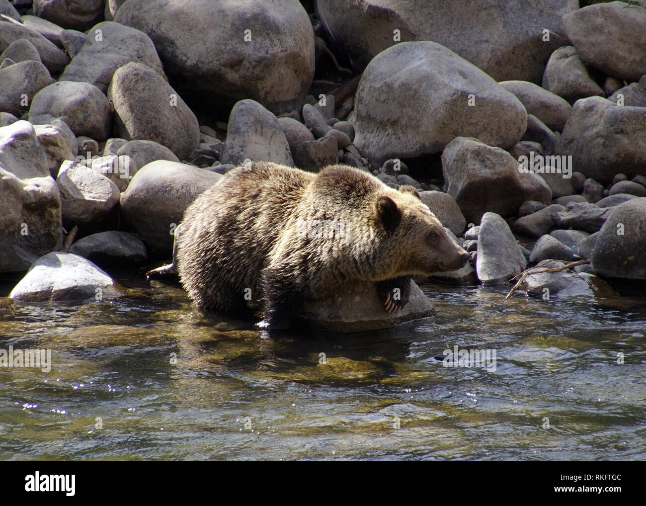 An adult grizzly bear wades into a mountain stream Stock Photo