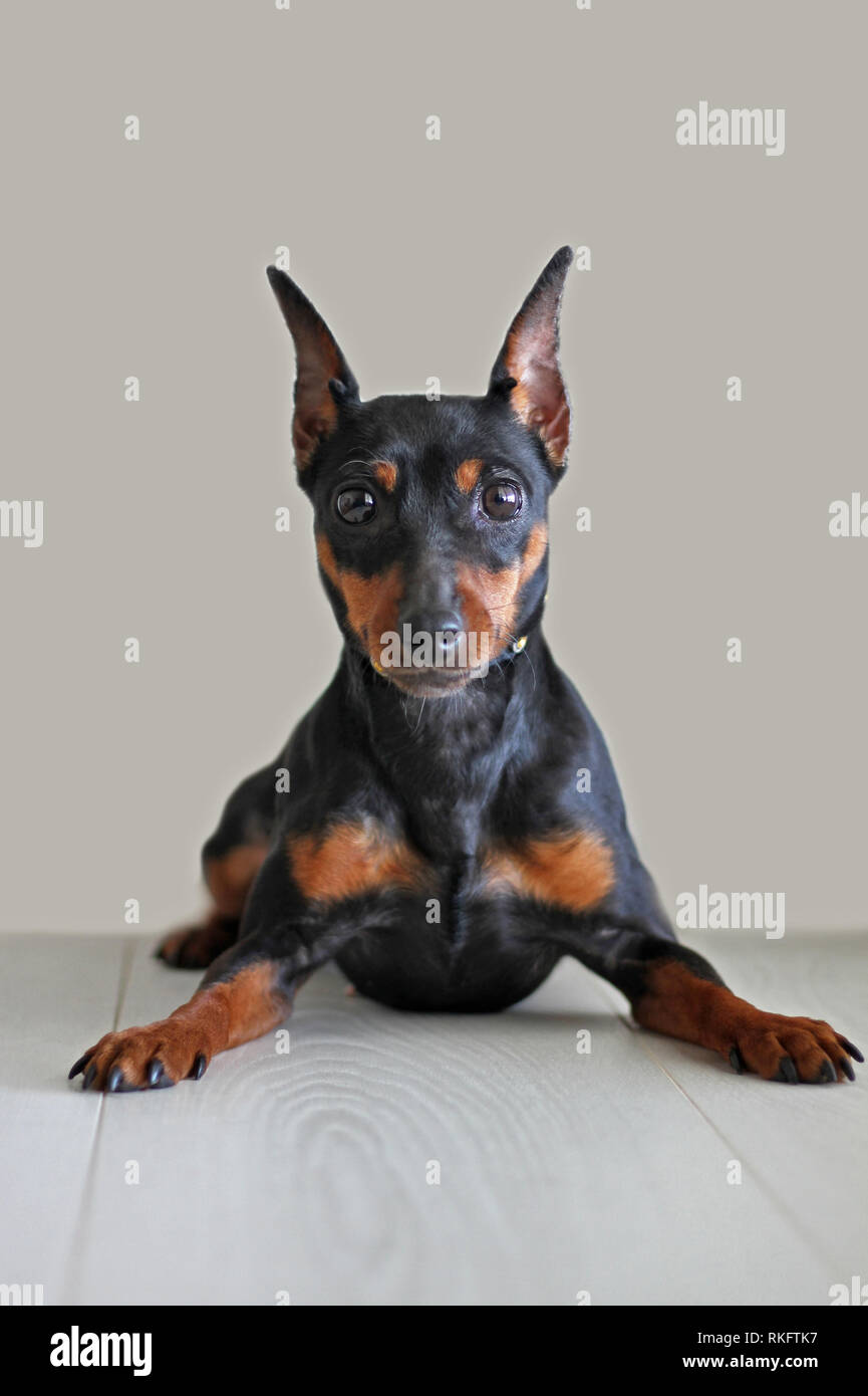 Portrait of a beautiful miniature pinscher on a light background Stock ...