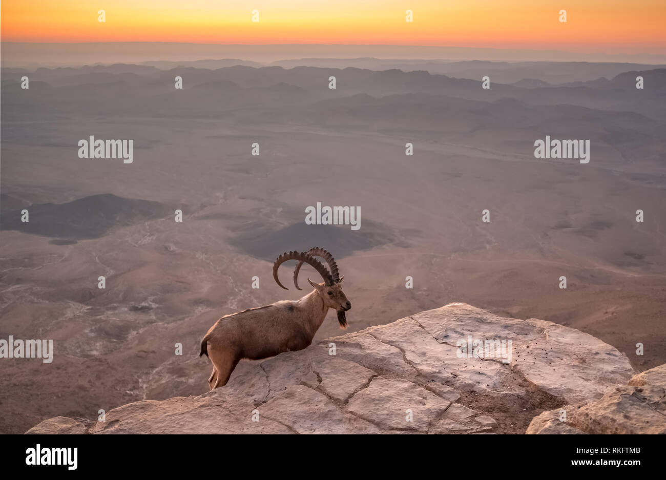 Wild ibex on the cliff at Ramon Crater at sunrise in Negev Desert in Mitzpe Ramon, Israel Stock Photo