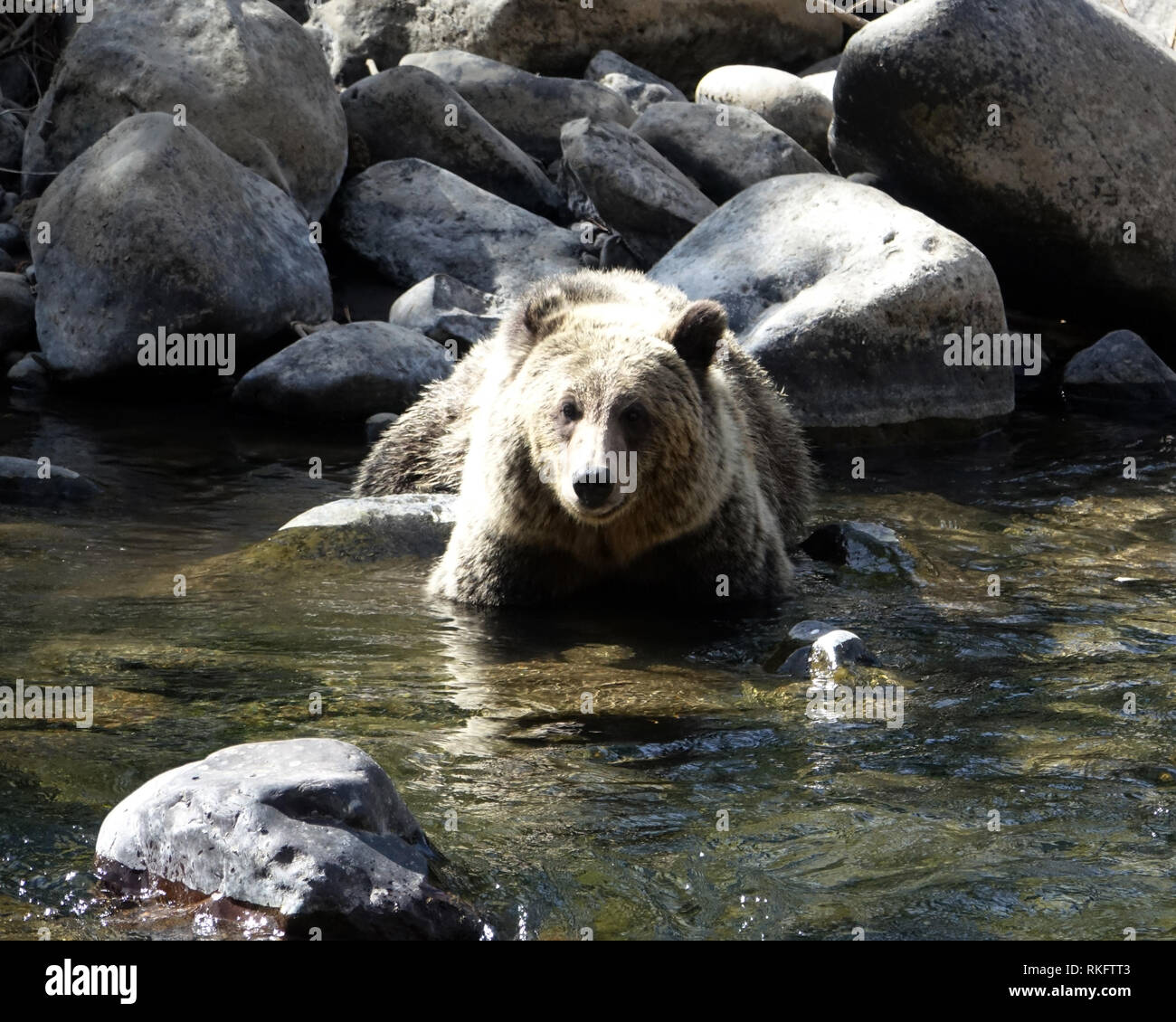 An adult grizzly bear wades into a mountain stream Stock Photo