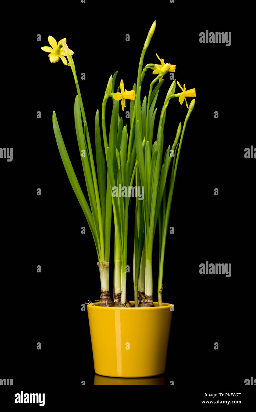 Daffodil plants in yellow flower pot on black background Stock Photo