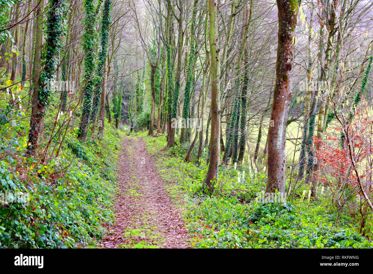 wooded lane near Yeovil Somerset Stock Photo Alamy