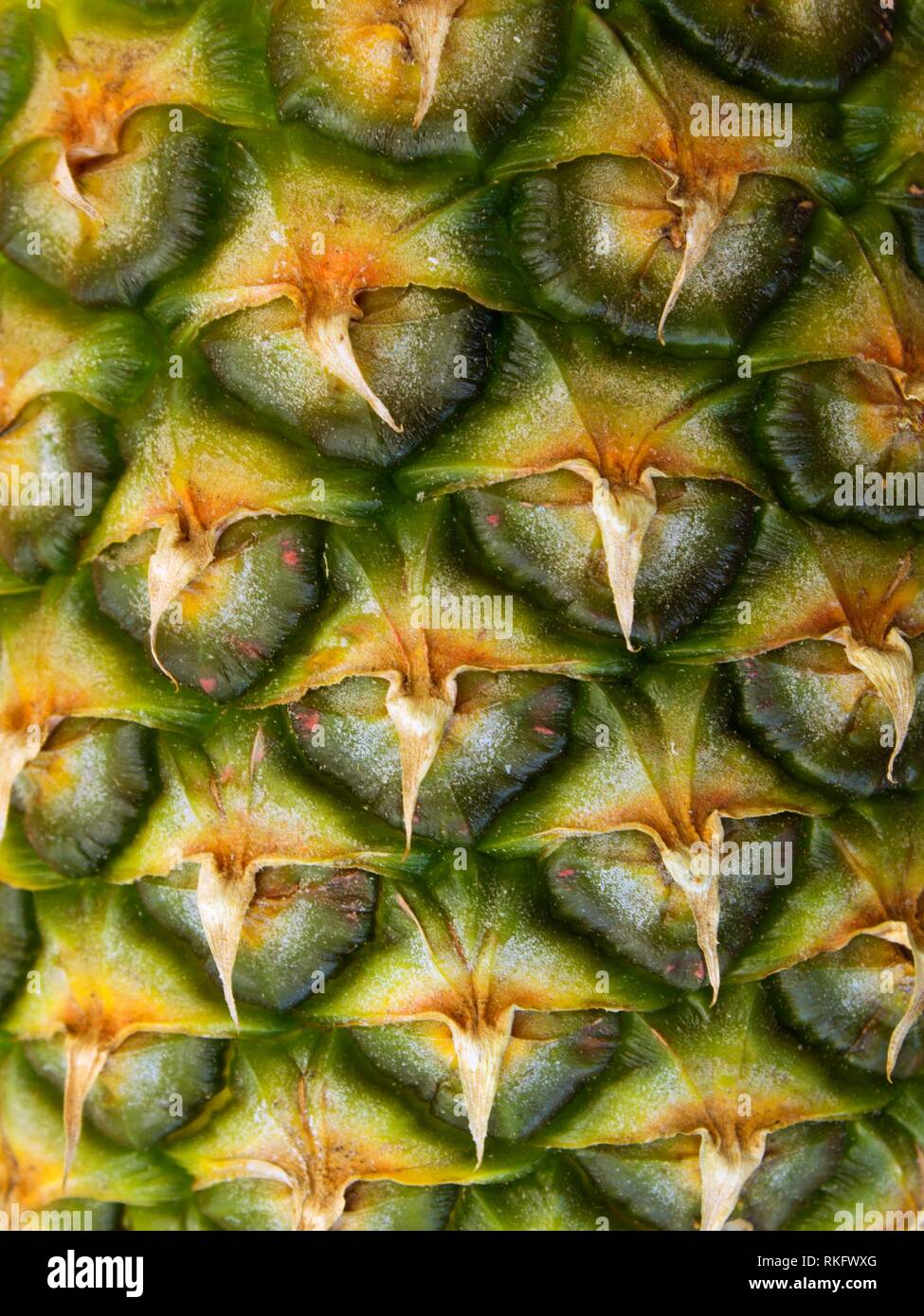 English pineapple hires stock photography and images Alamy