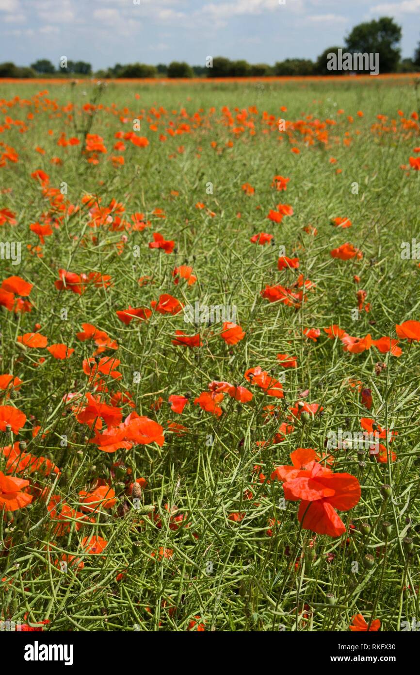 Vibrant summer poppy in field in The Cotswolds near Lechlade, Gloucestershire, UK. Stock Photo