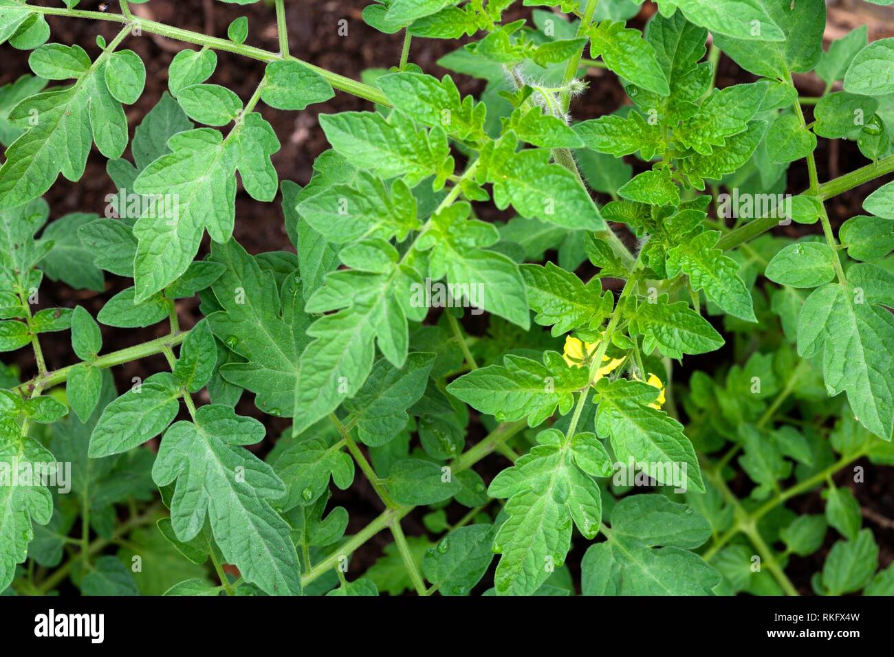 Large leaf tomato plant