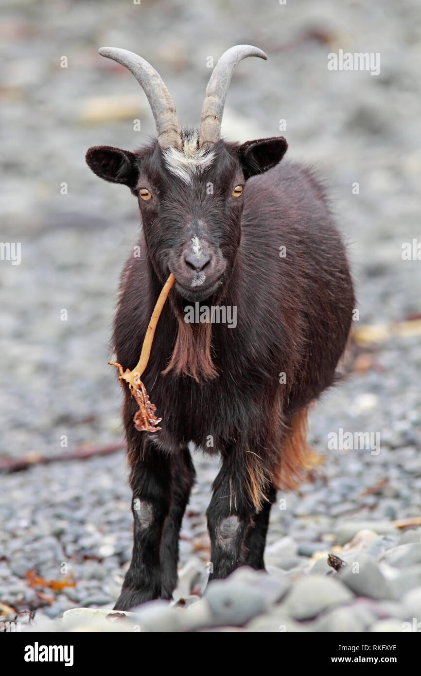 Nanny goat europe hi-res stock photography and images - Alamy Nanny goat europe hi-res stock photography and images - Alamy