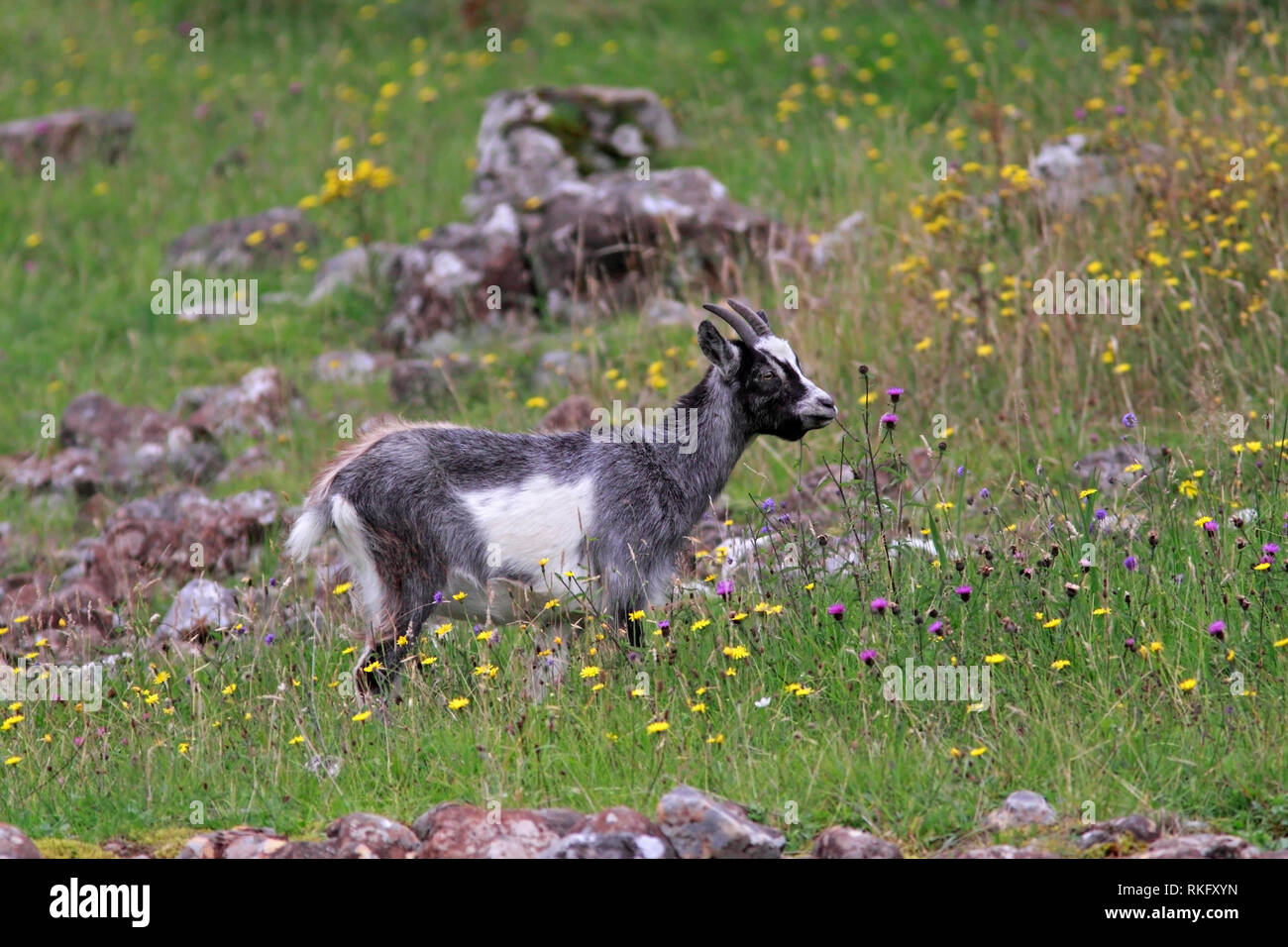 FERAL GOAT (Capra hircus) youngster eating wild flowers, Scotland, UK. Stock Photo