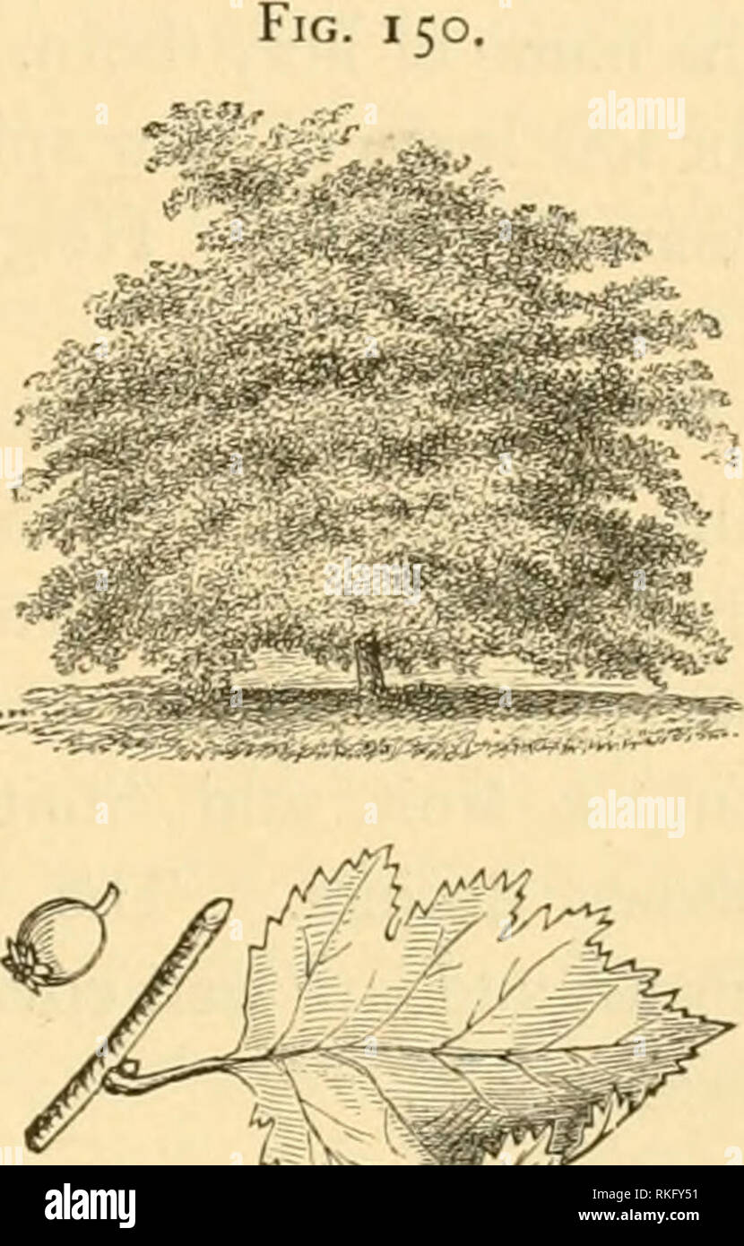 . The art of beautifying suburban home grounds of small extent ...